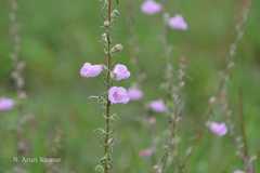 Micrargeria wightii